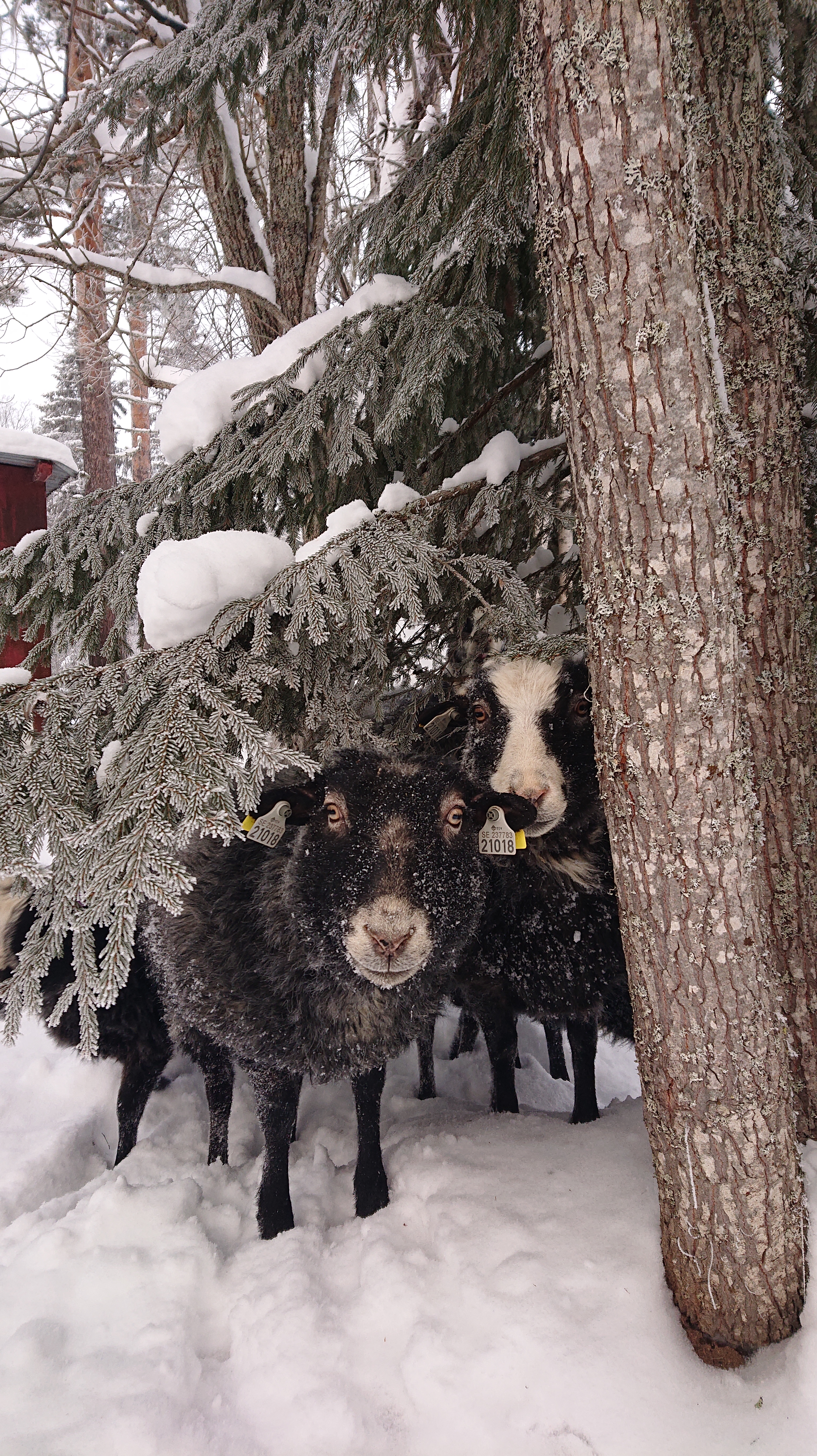 Vintriga får under en gran.